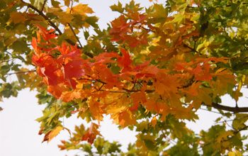 Kullaga küla juures on näha Tartu telemast Vaher