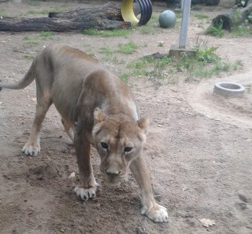 Loomad erinevates elukeskkondades