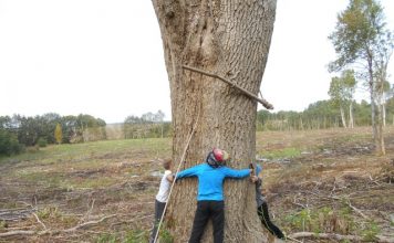 Metsad kõigile igaveseks