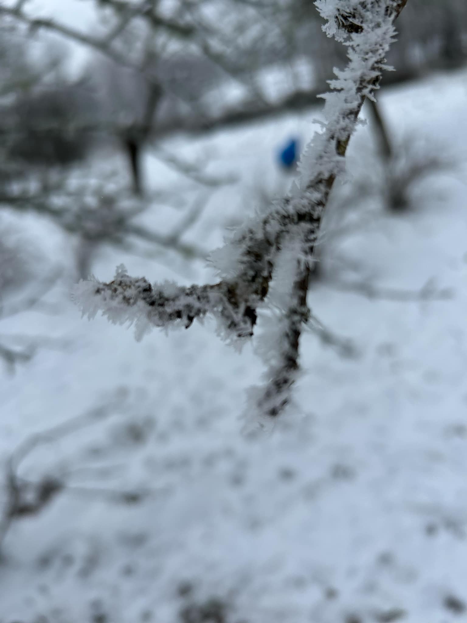 Kindlasti märkasid ka sina täna muinasjutulist härmatist. See kohev pitsitaoline looduslik ilu tekib talvel, kui ilm on tuulevaikne ja külm (temperatuur on tava